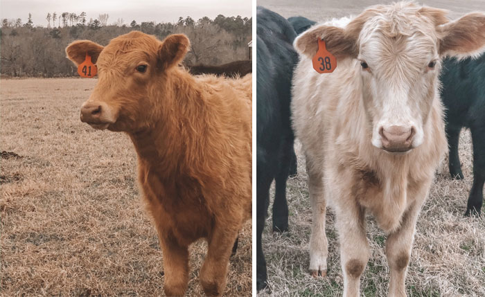 30th December 2019 Charlie And Blondie