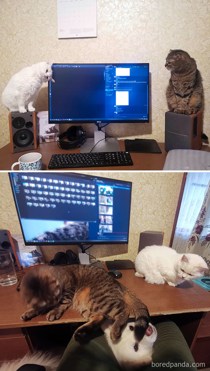 Pet-Coworkers-Quarantine