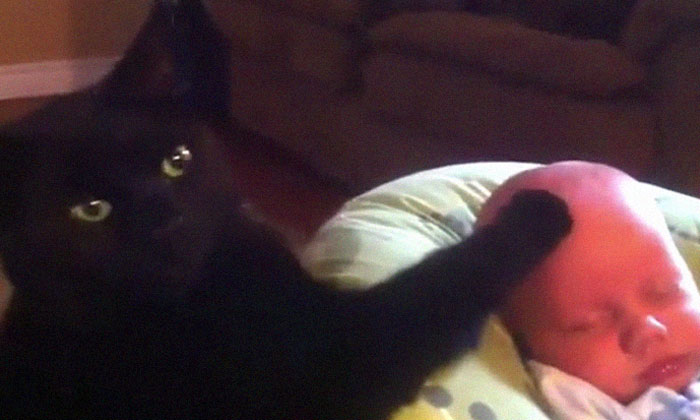 Cat Soothes Crying Baby