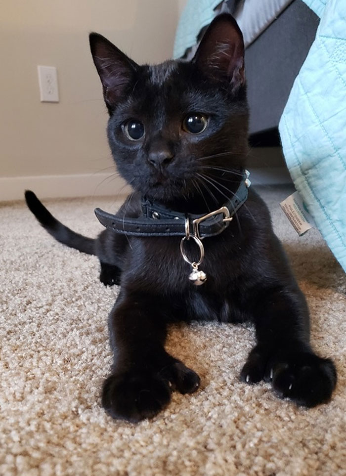 Rebel Polydactyl Cat
