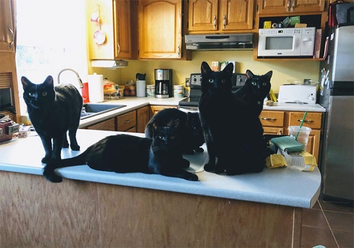 Five Rescued Black Panthers