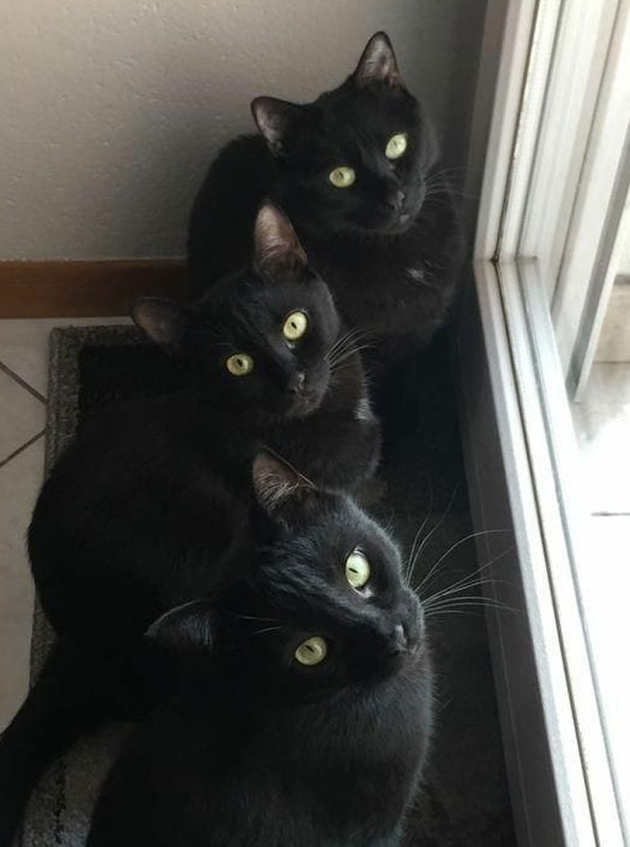 Black Cats