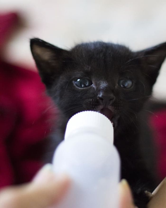 My Little Rescued Kitty Nagini. She Was So Tiny When Arrived Home