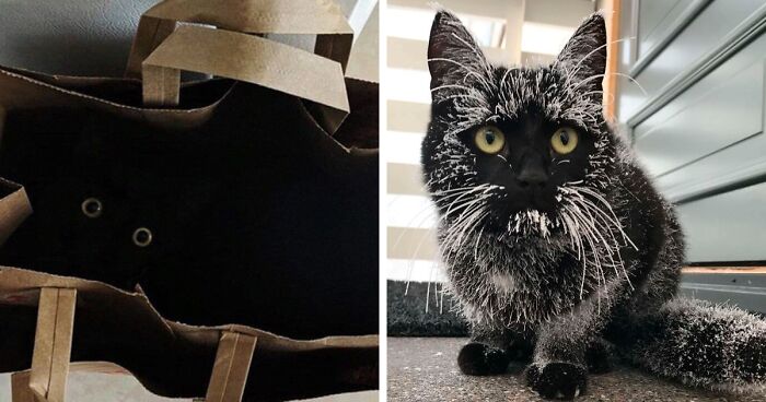 40 Wholesome Pics Of Black Cats To Show They Have Nothing To Do With Bad Luck