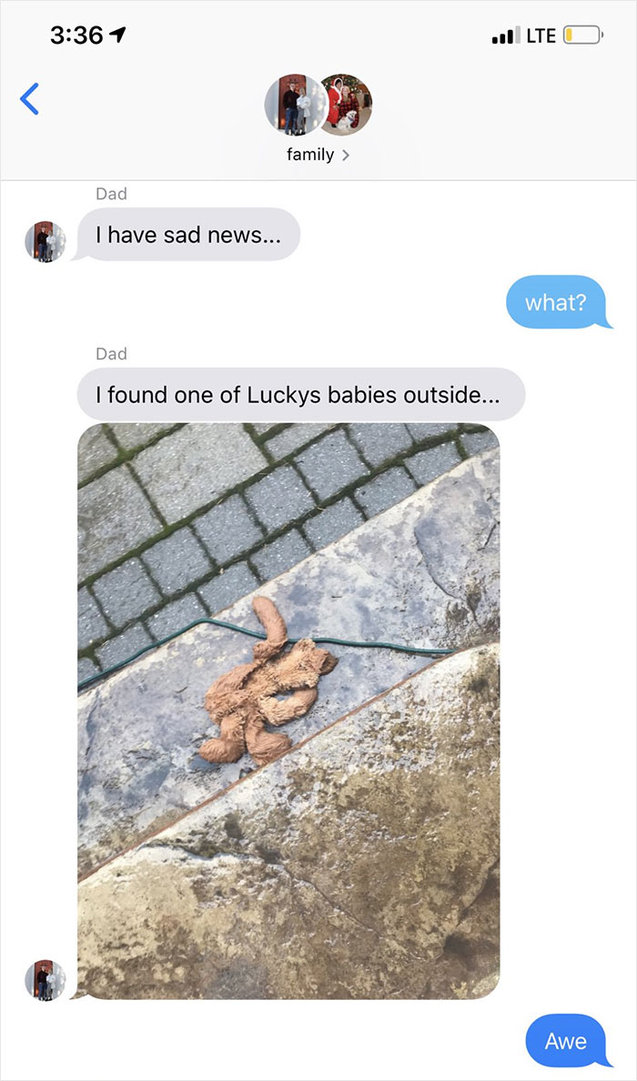 Wholesome Dad Finds Dog's 'Baby' Dying In The Rain, 'Hospitalizes' It And Sends Live Updates To The Family Wholesome Dad Finds Dog's 'Baby' Dying In The Rain, 'Hospitalizes' It And Sends Live Updates To The Family