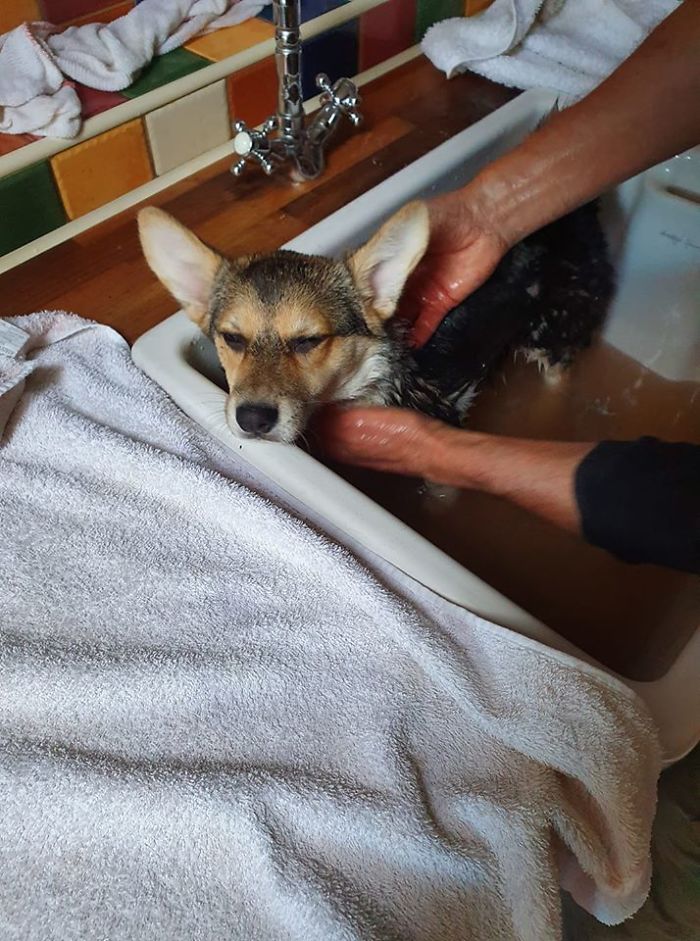 Taliyah Approves Of Running Through Muddy Puddles Disapproves Of Bath Time Afterwards To Wash All The Mud Off...