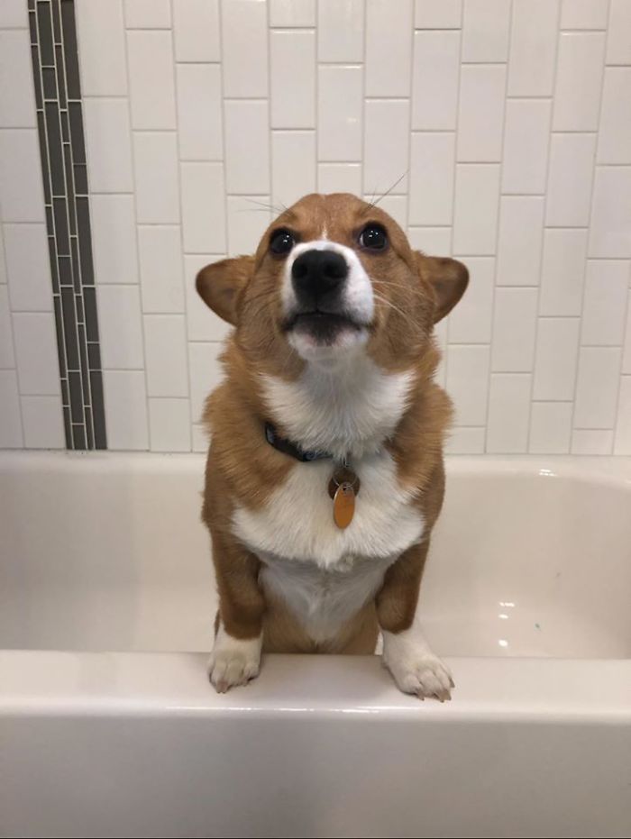 “Don’t You Put Me In This Bathtub Mahm!!” A Major Disapprove