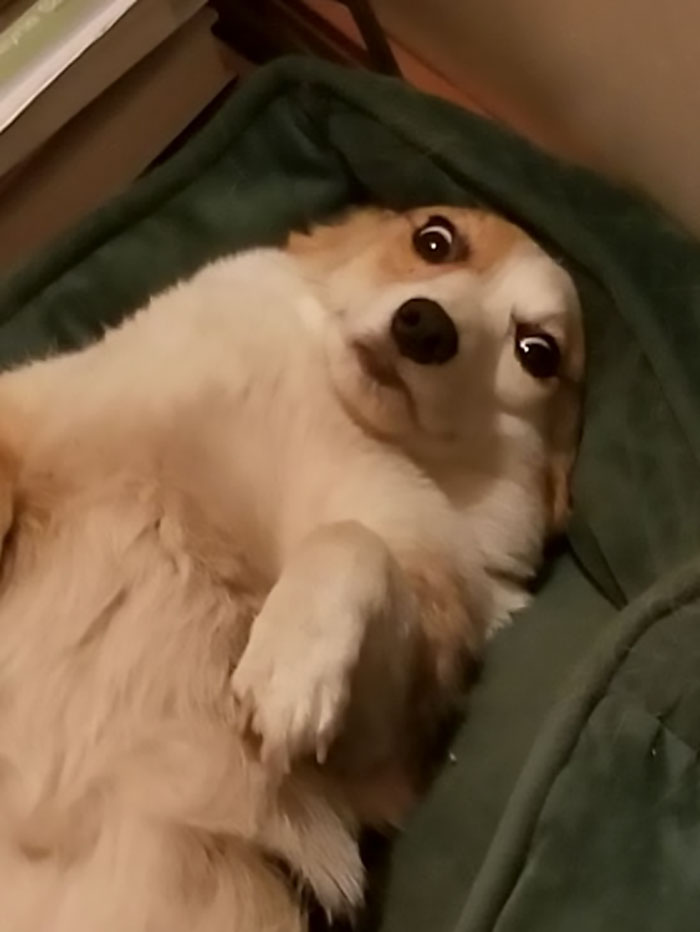 Bella Disapproves Of 5 Am Wake-UPS...