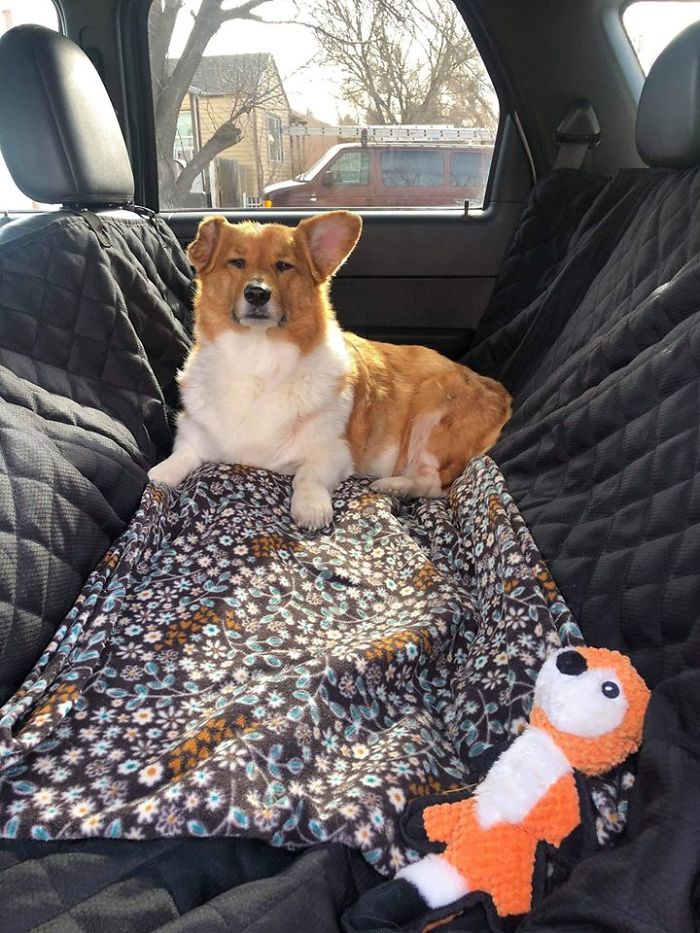 Jack Disapproves Being A Back Seat Puppy Passenger....