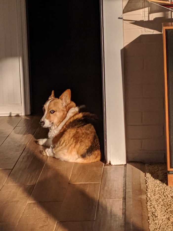 Hamilton Is Still Mad About Something I Did 4 Years Ago. Disapproving Corgi!