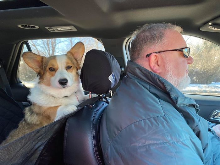 Diego Clearly Disapproves Of Daddy Not Stopping At The Dog Park When We Drove By The Other Day