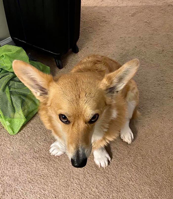 This Disapproval Brought To You By The Fact That Mango Dropped The Ball At My Feet And I Did Not Throw It. Despite The Fact That I Did Throw It The 15,000 Times Before This One