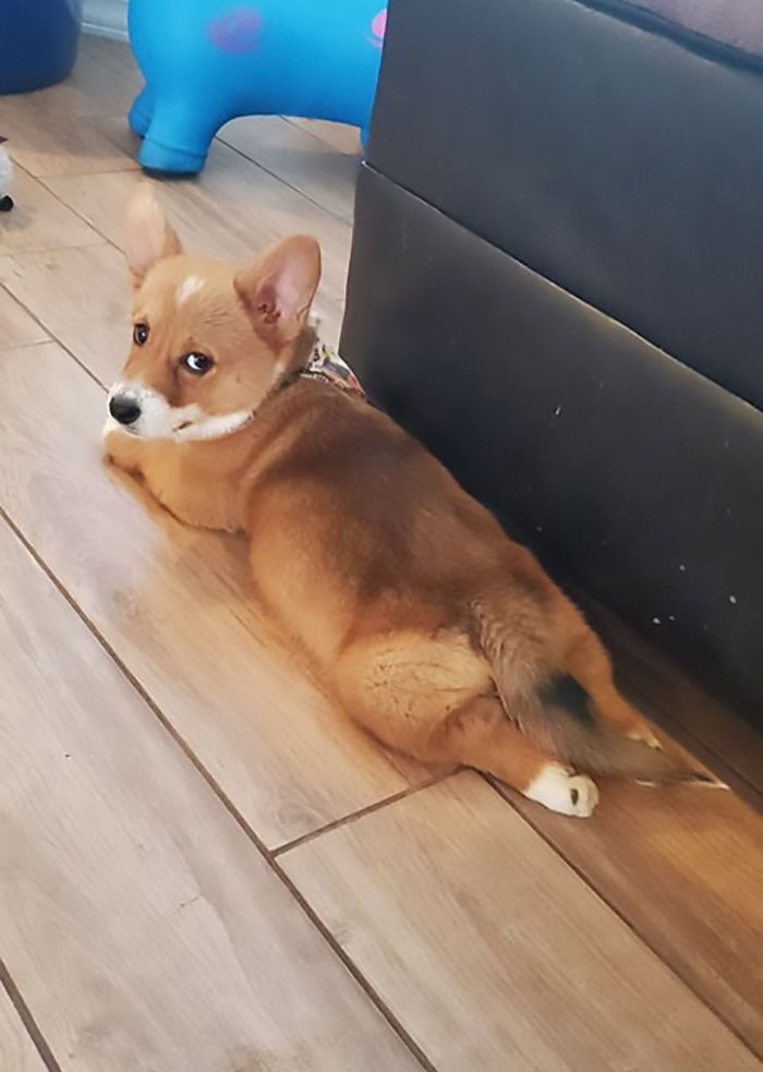 Fiona And Lip Are Settling In Very Nicely I Think Fiona Is Tired Of Pics Already