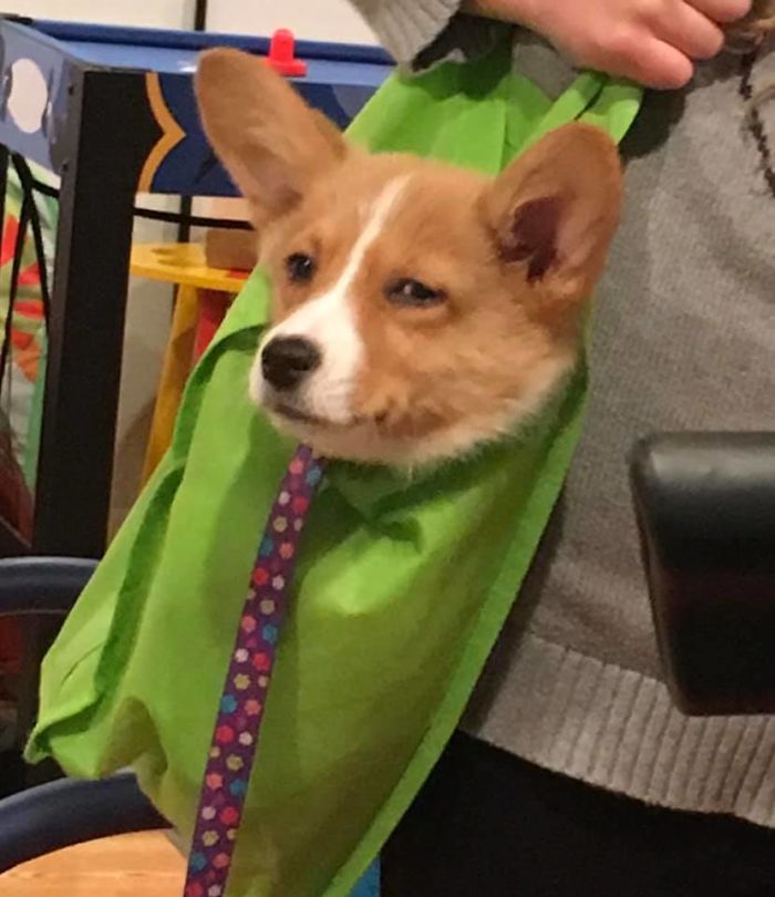 From When Sadie Was A Pup, Very Much Disapproving Being Carried In The Bag Lol