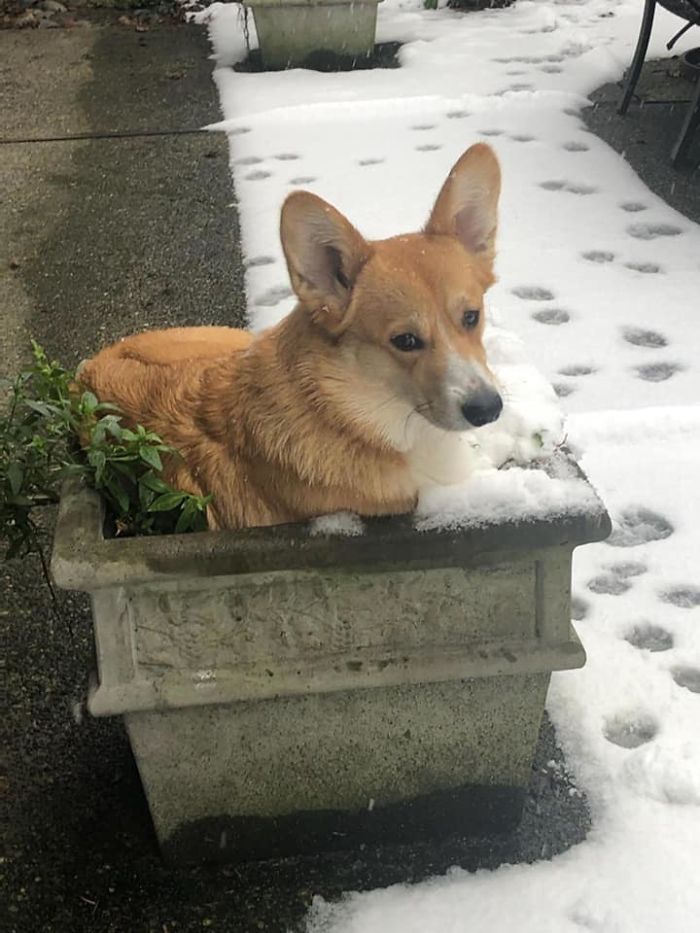 Archie Disapproves Of Snow