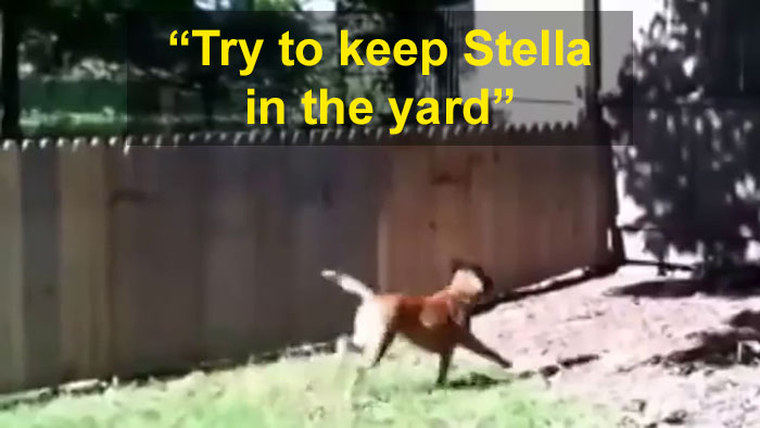 Hilarious Video Of A Man Showing Off His New Fence To Keep His Dog From Running Away Is Going Viral Again