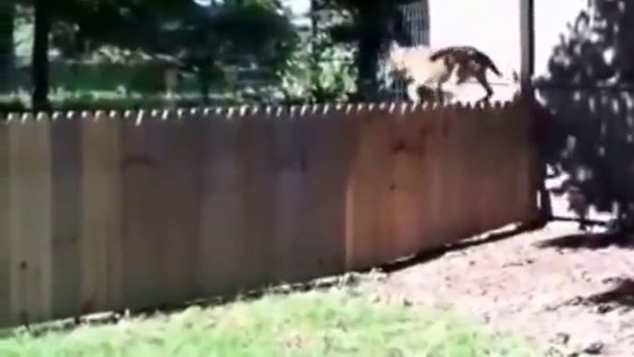 Hilarious Video Of A Man Showing Off His New Fence To Keep His Dog From Running Away Is Going Viral Again Hilarious Video Of A Man Showing Off His New Fence To Keep His Dog From Running Away Is Going Viral Again