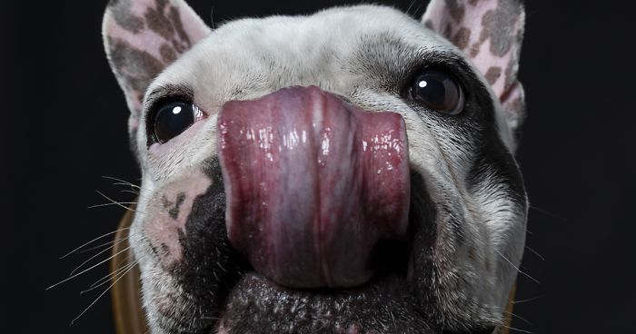 My 34 Photos Of Dogs That I Wanted To Share To Cheer You Up During These Hard Times