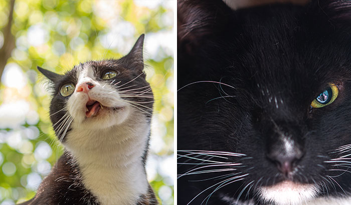 These Rescue Animals Are Perfectly Imperfect (10 Pics)