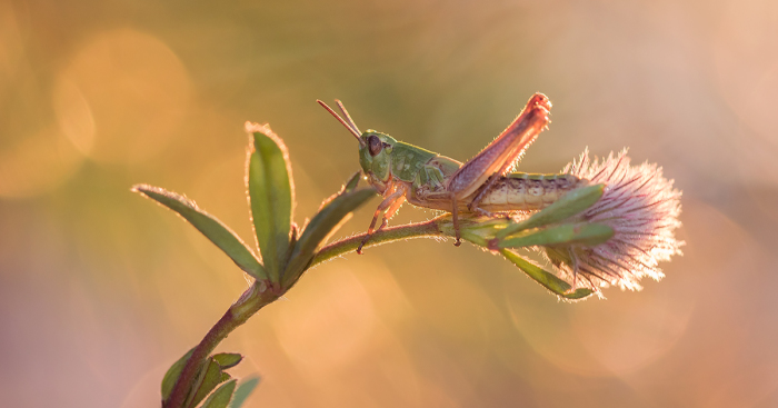 My Macro Photography Of Tiny Creatures