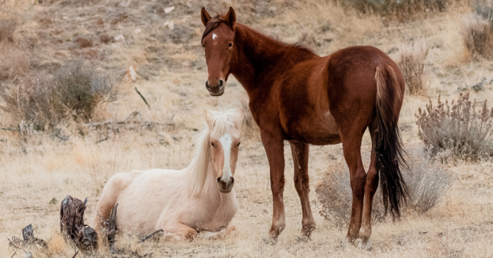 We Seek Wild Horses In Their Natural Habitat In Nevada Mountains