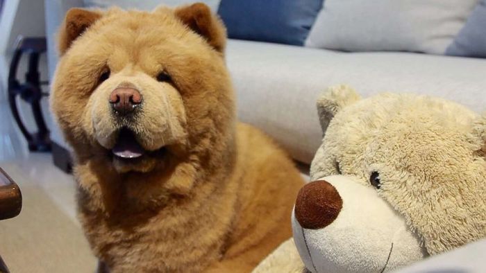 People Do Not Know How To Deal With The Dog "Teddy Bear" That Already Has 430 Thousand Followers