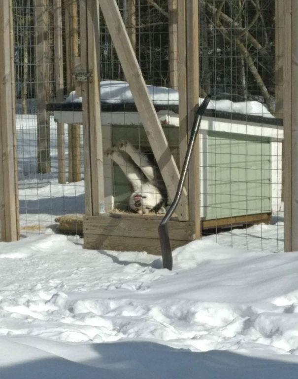 Alaskan Malamute Enjoying The Sun While It Lasts