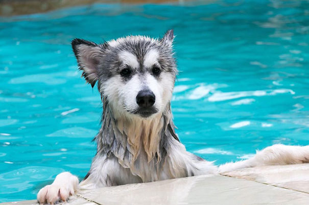 When I Saw Her Pet Another Dog