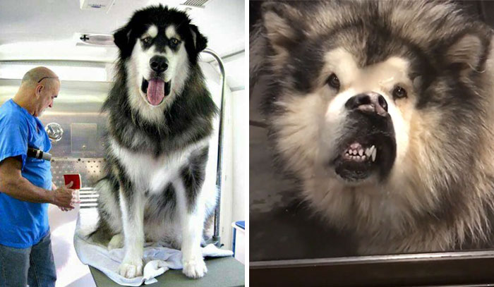40 Fotos de perros Malamute de Alaska y lo enormemente peludos que son