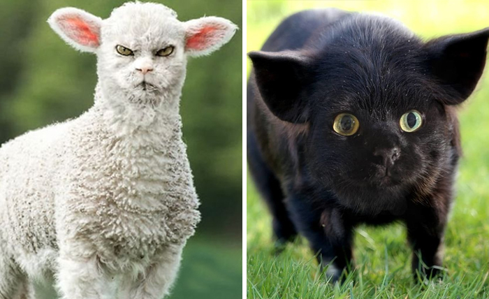 Someone Imagines What Everything Would Look Like If It Had A Cat’s Face And The Result Is Funny Yet Disturbing (30 New Pics)