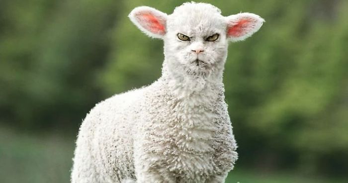 Someone Imagines What Everything Would Look Like If It Had A Cat’s Face And The Result Is Funny Yet Disturbing (30 New Pics)