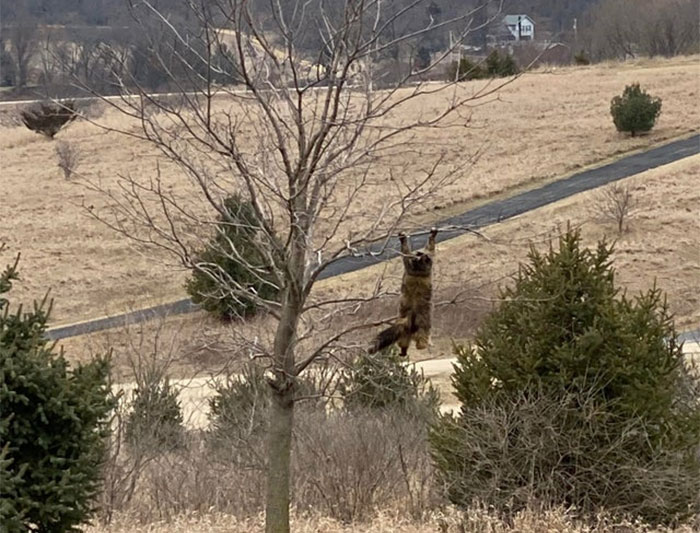 Owners Share Hilarious Pic Of Their “Missing” Cat That They Couldn’t Find Anywhere