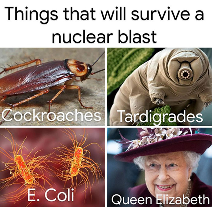 Meme showing cockroach, tardigrade, E. coli, and a famous queen as "Things that will survive a nuclear blast".