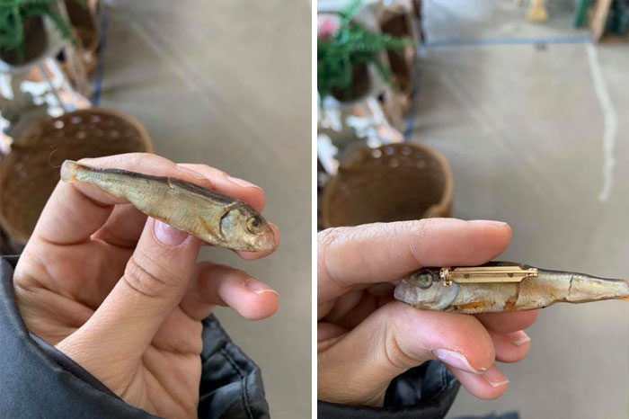 A Sardine Pin That Is A Literal Sardine... On A Pin. Poor Little Guy Probably Never Thought That Eternity Would Entail Being Encased In Wax As A Fashion Accessory