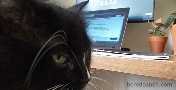 Pet-Coworkers-Quarantine