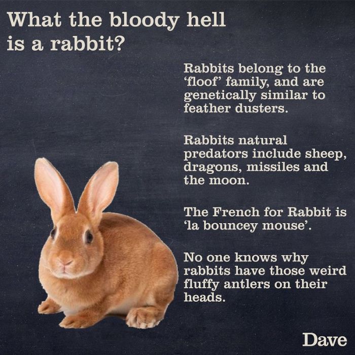 Guide-To-Animals-Daves