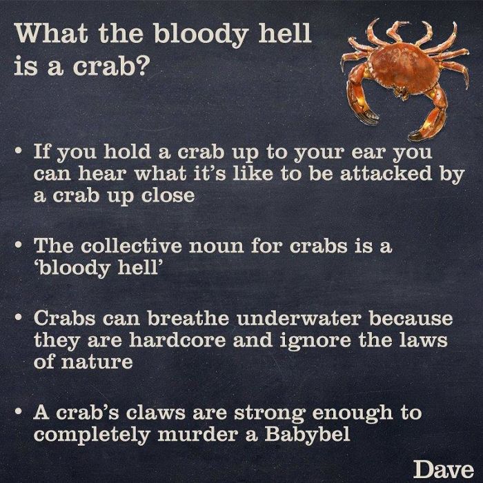 Guide-To-Animals-Daves