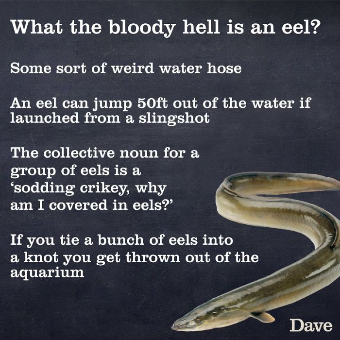 Guide-To-Animals-Daves