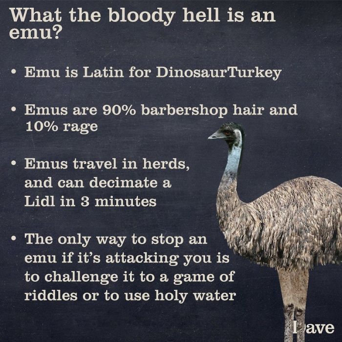 Guide-To-Animals-Daves