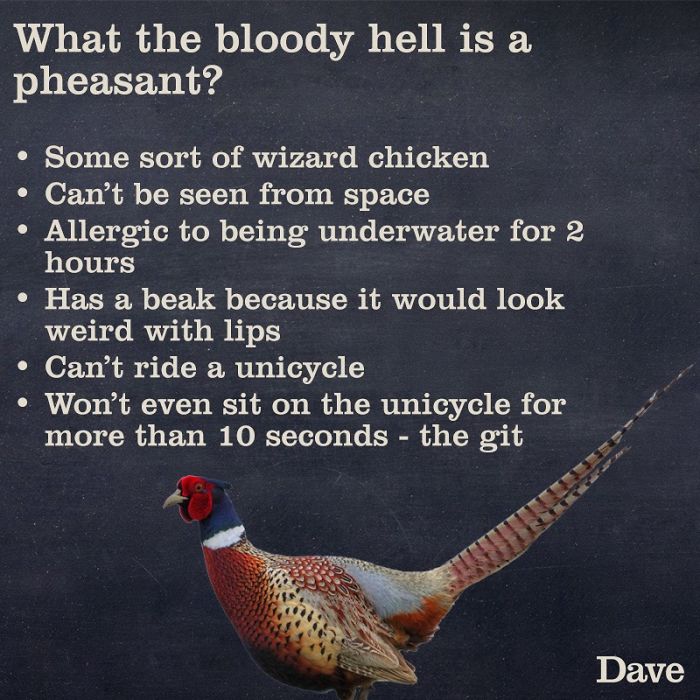 Guide-To-Animals-Daves