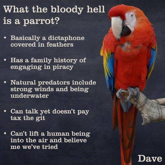 Guide-To-Animals-Daves