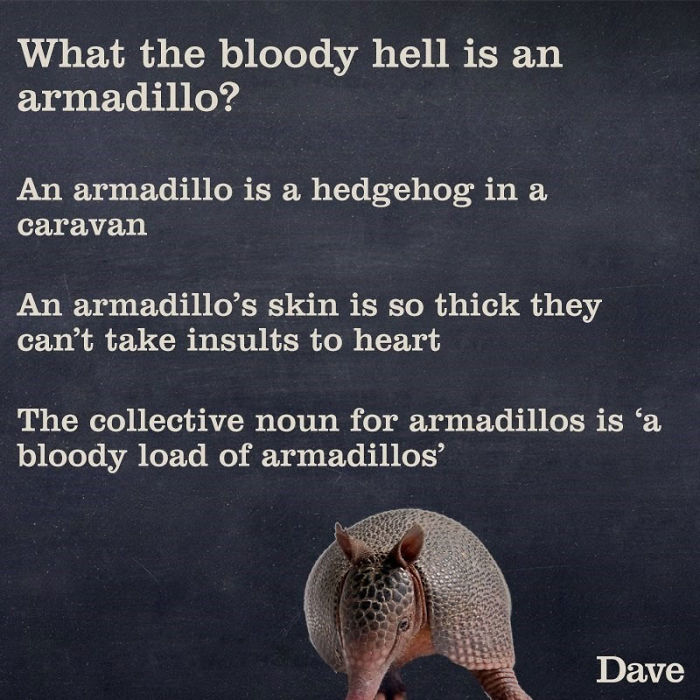 Guide-To-Animals-Daves