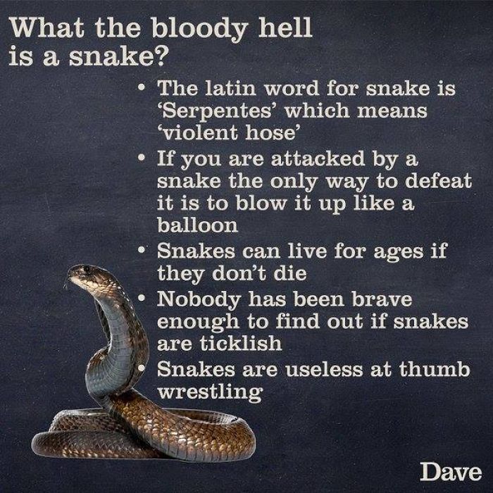 Guide-To-Animals-Daves