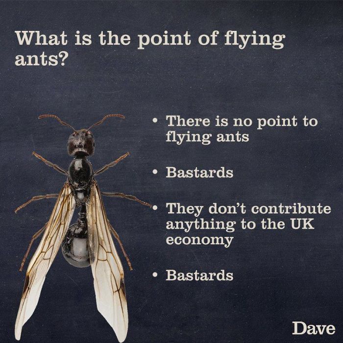 Guide-To-Animals-Daves