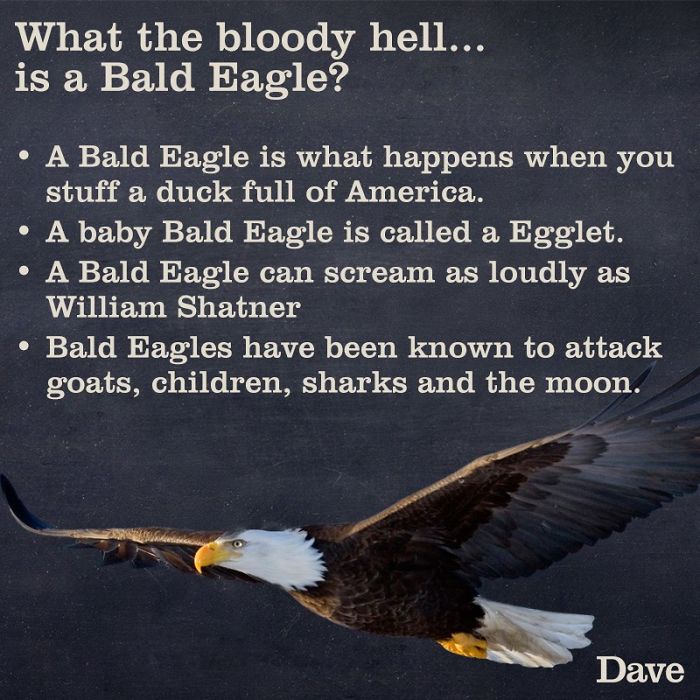 Guide-To-Animals-Daves