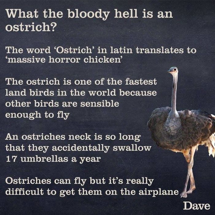 Guide-To-Animals-Daves