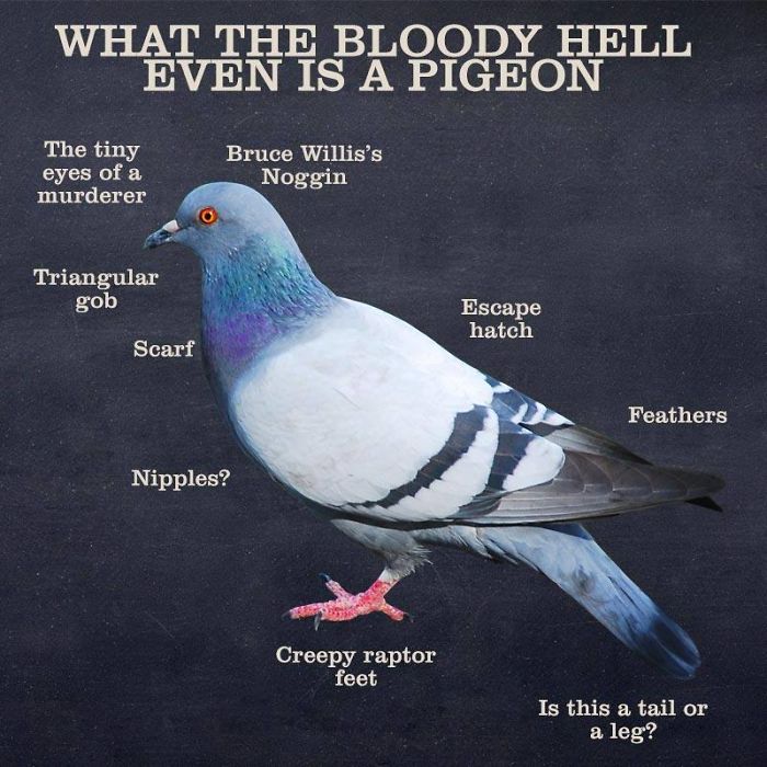 Guide-To-Animals-Daves