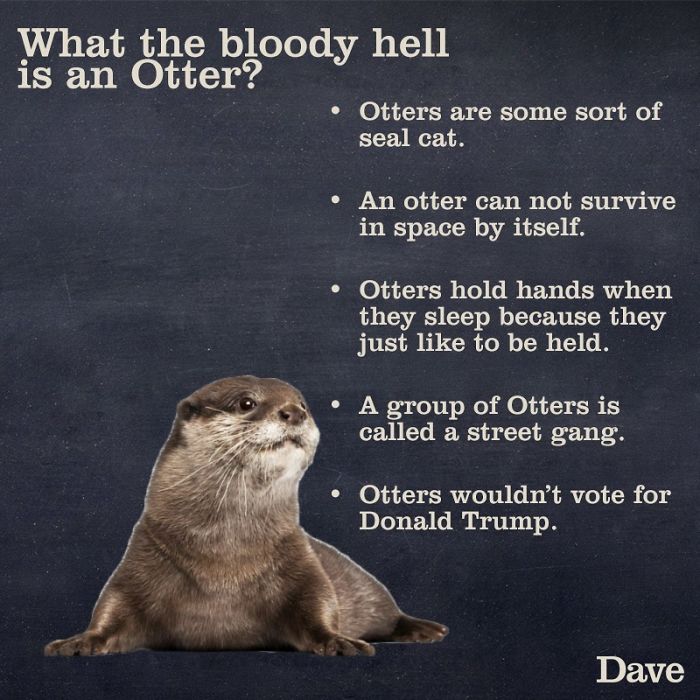 Guide-To-Animals-Daves