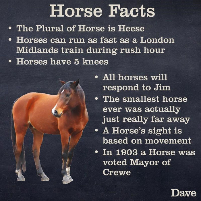 Guide-To-Animals-Daves