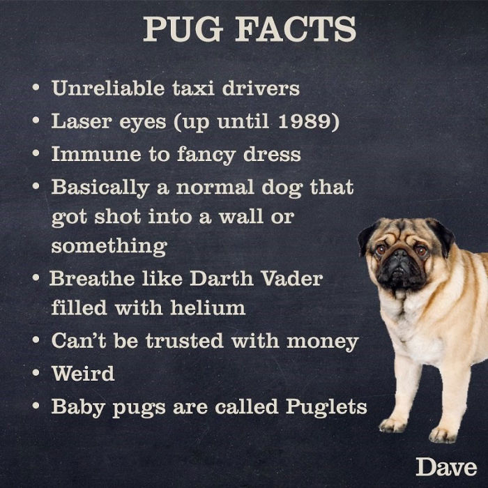 Guide-To-Animals-Daves